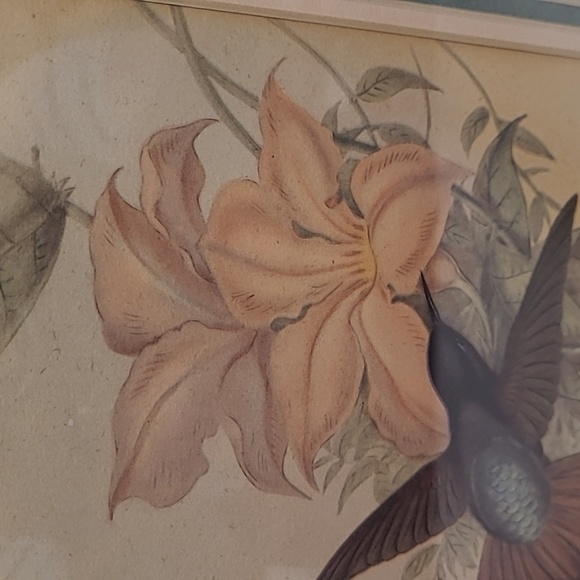 J. Gould and HC Richter Hummingbirds Aglaeactics Pamela Litho - Picture 6 of 16